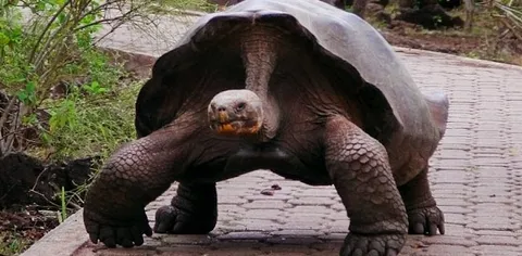 Le isole Galapagos su Street View