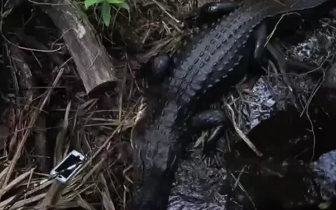 Affronta l'alligatore per recuperare l'iPhone con le foto del figlio