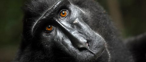 Il selfie del macaco: si va verso un accordo