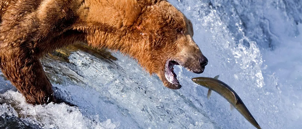 Google Earth live dalle cascate dell'Alaska