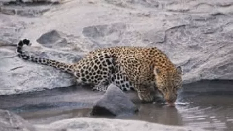 Leopard è caduto in un torrent