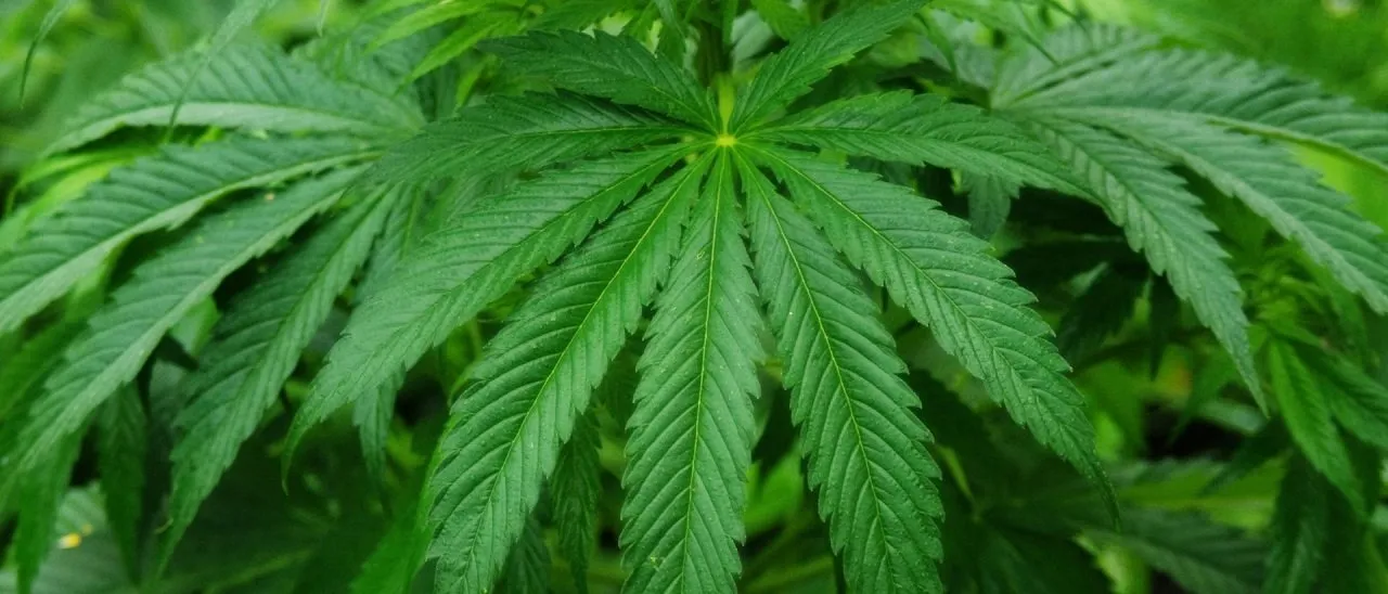 Google vieta le app che vendono marijuana