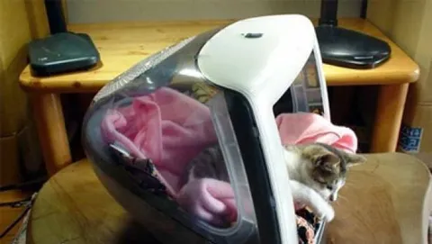 iCat?