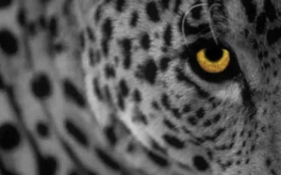 Mac OS X 10.5.2 e Java SE 6 Preview 8 rilasciati agli sviluppatori (Aggiornato)
