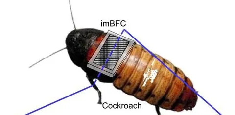 Insetti cyborg per creare una rete di sensori