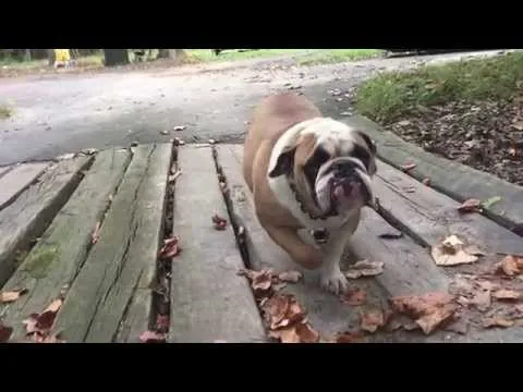 iPhone 6 Slow Motion 240fps featuring Willie the Bulldog