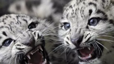 Gli sviluppatori ricevono nuove build di Leopard e Snow Leopard