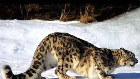 Snow Leopard: giugno, agosto o ottobre?