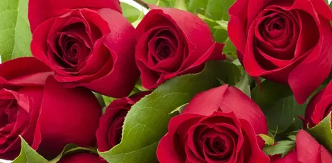 Google e Interflora: non c'è rosa senza spine