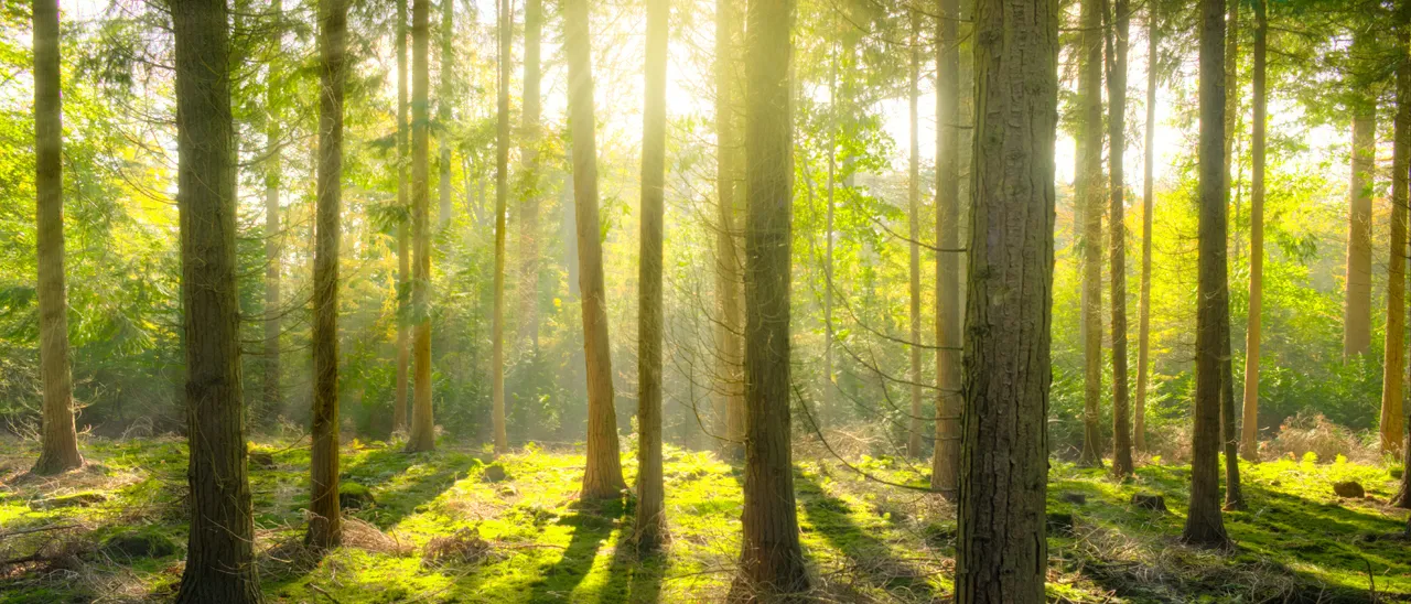 Cresce l'impegno dei colossi tech per l'ambiente: il caso di Huawei
