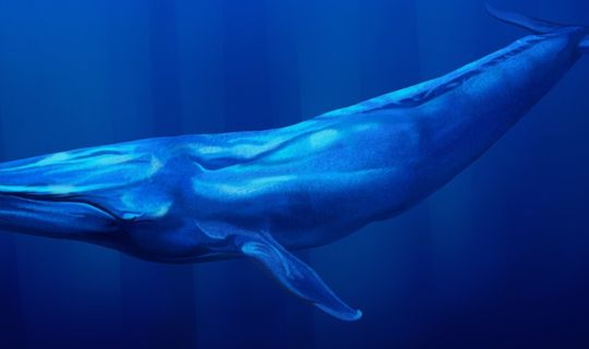 Blue Whale