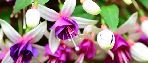 Google: Fuchsia, progetto indipendente da Android
