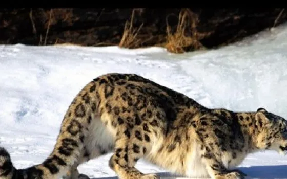 Snow Leopard: giugno, agosto o ottobre?