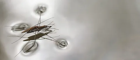 Il robot-insetto che salta sull'acqua
