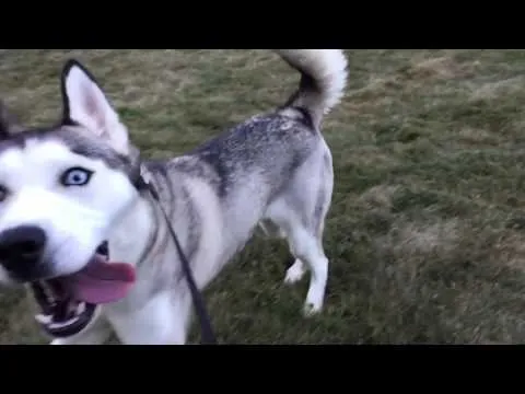 iPhone 6 240fps Slow Motion Footage with Sasha the Siberian Husky Dog