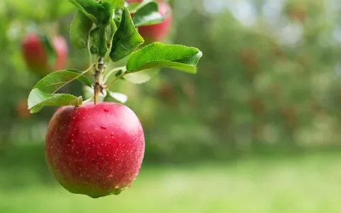 Follia, Apple vuole i diritti su tutte le mele: ma in che senso?
