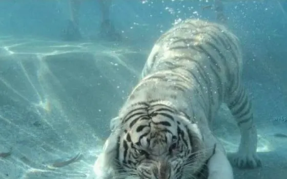 L'ultimo ruggito della tigre?