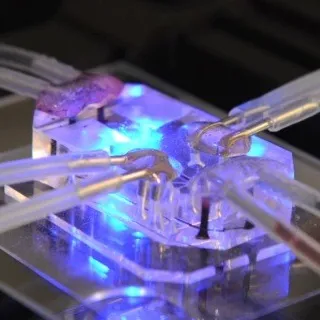 Quando un chip può simulare gli organi umani