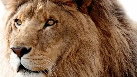 OS X 10.7.5 Lion, beta in arrivo per alcuni sviluppatori