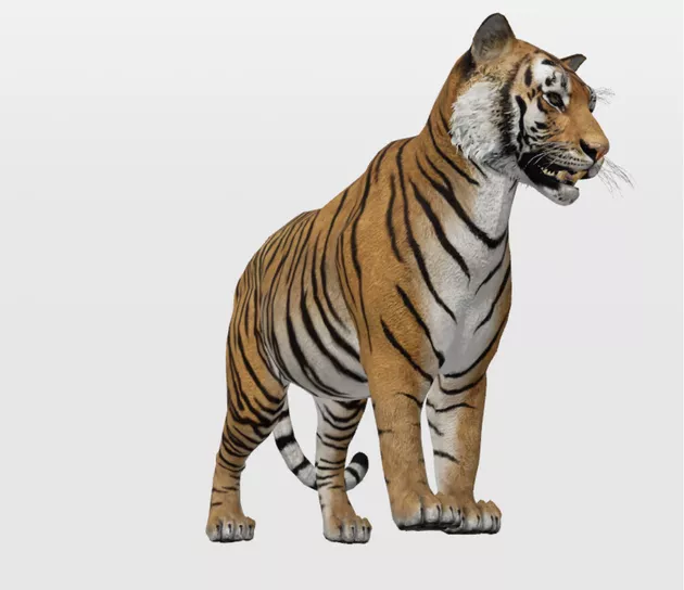 Google Animali 3D Tigre