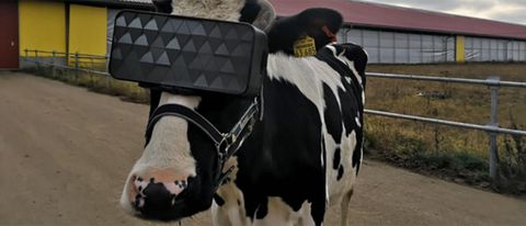 Russia, visori VR alle mucche per latte migliore