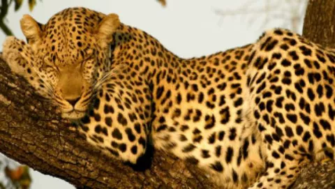 Ufficiale: Leopard rinviato a ottobre. Per colpa di iPhone