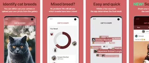 Cat Scanner: l'app per scoprire la razza dei gatti