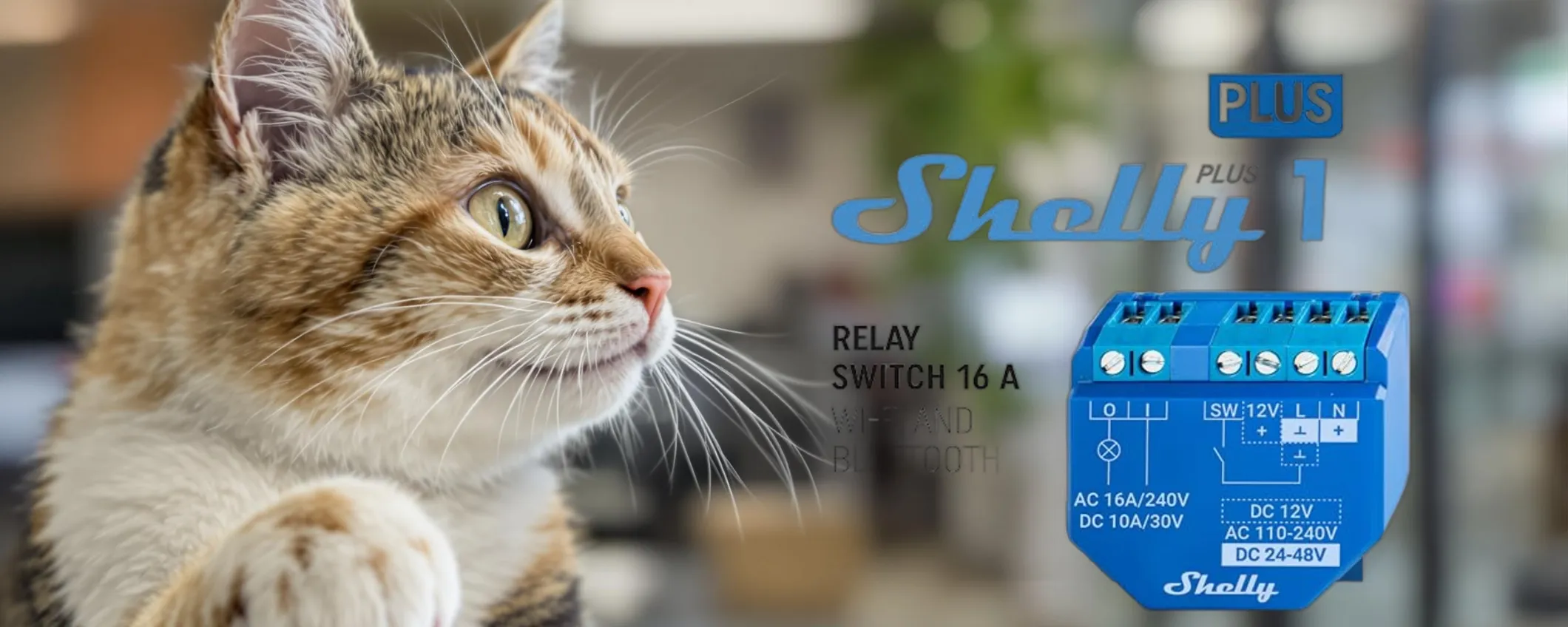 Shelly Plus 1 in offerta: domotica smart a meno di 15 euro